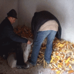 furaje pentru animale salbatice