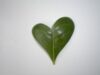 heart_leaf1.jpg