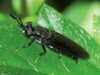 Hermetia Illucens