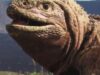 iguana roz