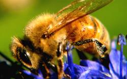 insecte
