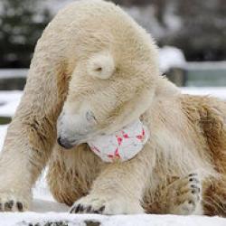 knut