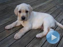 labrador