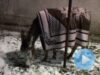 magarusa gestanta magarusa gestanta