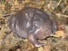 Nasikabatrachus sahyadrensis Nasikabatrachus sahyadrensis
