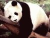 Ursul Panda gigant