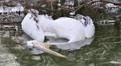 pasari ucise in delta