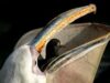 pelican