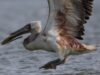 pelican-cret-ranit_resize.jpg