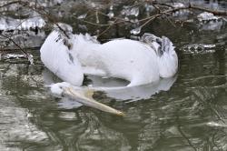 pelican-cret_resize.jpg