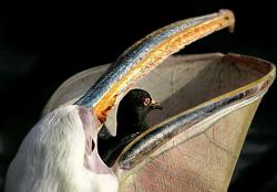 pelican