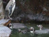 pinguin