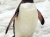Pinguin Imperial matur