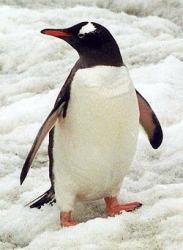 pinguin imperial