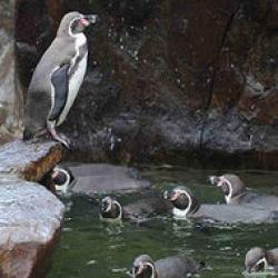 pinguin