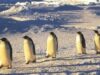 pinguini imperiali