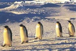pinguini imperiali