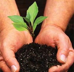 plantare