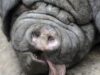 porc