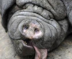 porc