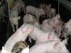 porci