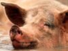 porci