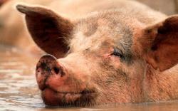 porci