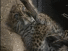 pui de leopard