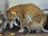 pui de leopard