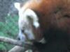 pui de panda rosu pui de panda rosu