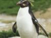 Rockhopper