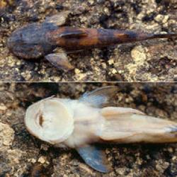 specie noua de peste