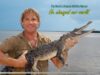 steve irwin steve irwin