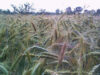 suprafete cultivate ecologic suprafete cultivate ecologic