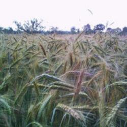 suprafete cultivate ecologic