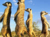 suricate suricate
