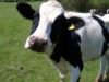 taxa pe vaca