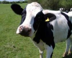 taxa pe vaca