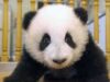 ursi panda