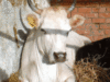 vaca salvata de ISU arad