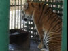 zoo hunedoara