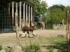 zoo targu mures