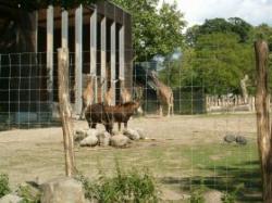 zoo targu mures