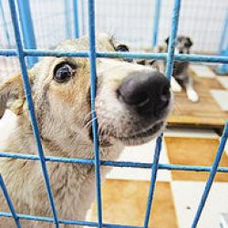 adapost de animale