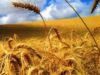 targ agricultura