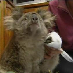 animale moarte in incendiul din australia