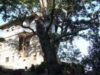 arbori monumentali