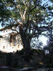 arbori monumentali
