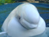 biodiversitate antarctica