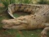 crocodil crocodil